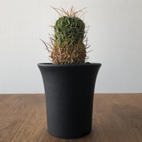 Echinofossulocactus lloydii