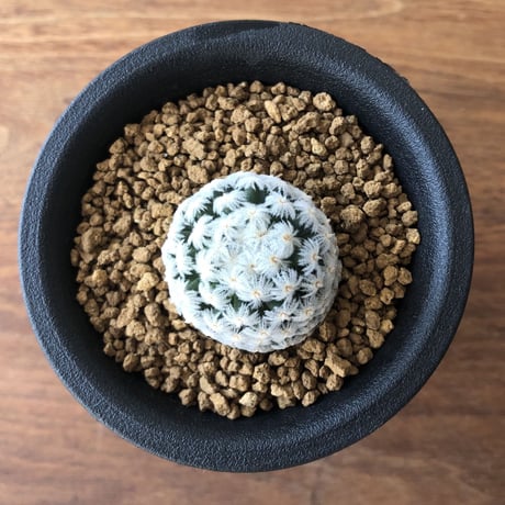 Mammillaria duwei