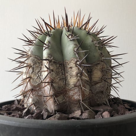 Copiapoa cinerea