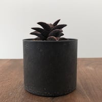 Haworthia Onigawara