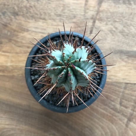 Euphorbia Horrida
