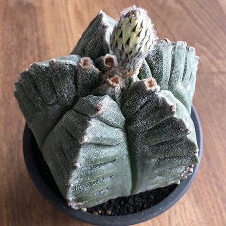 Astrophytum myriostigma