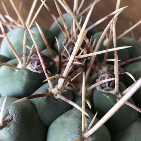 Thelocactus hexaedrophorus
