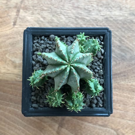Euphorbia Horrida × Valida
