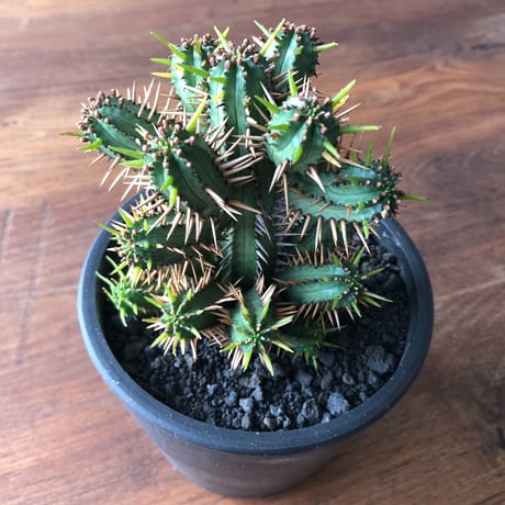 Euphorbia enopla