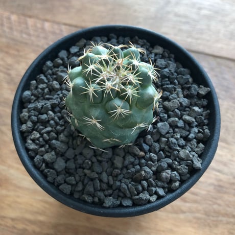 Coryphantha Bumamma