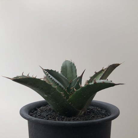 Agave Titnota