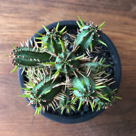 Euphorbia enopla