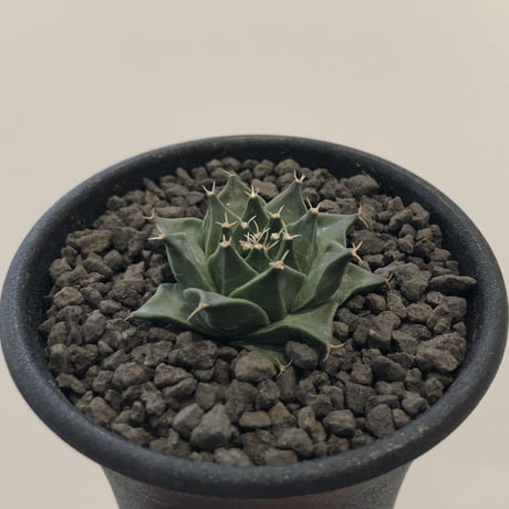 Obregonia Denegrii