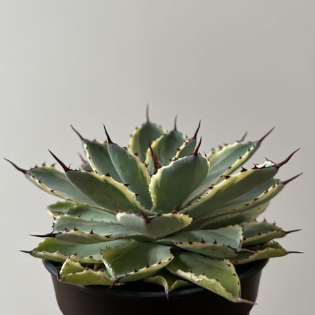 Agave Potatorum kishokan