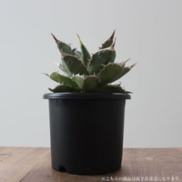 Agave Titanota FO222