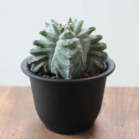Astrophytum Myriostigma