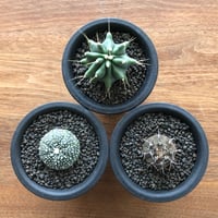 3set Cactus