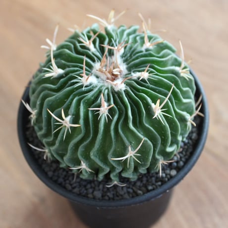 Echinofossulocactus lamellosus