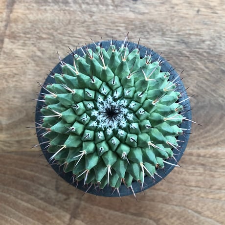 Mammillaria Vagaspina