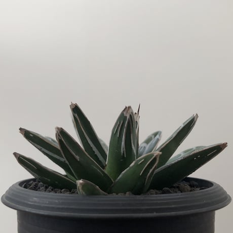 Agave Victoriae Reginae