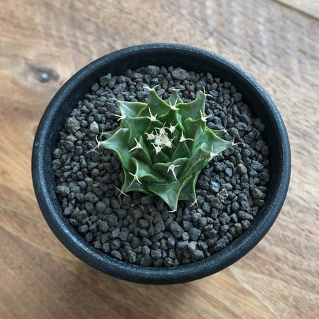 Obregonia Denegrii