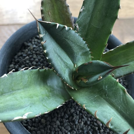 Agave Titnota