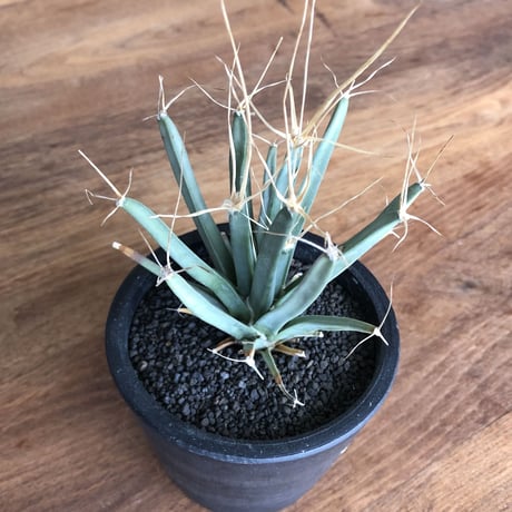 Leuchtenbergia principis