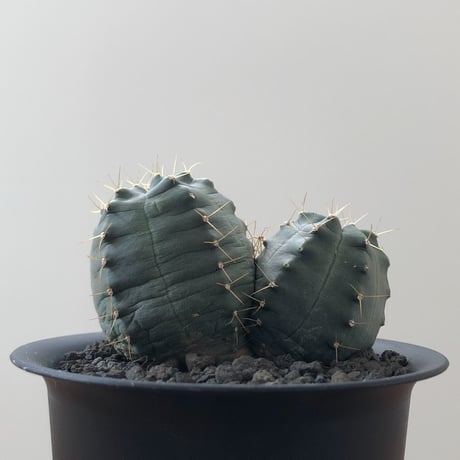 Echinocereus knippelianus
