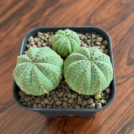 Euphorbia Obesa