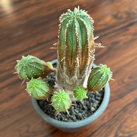 Euphorbia Obesa Bonten