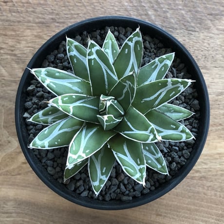 Agave Victoria Reginae