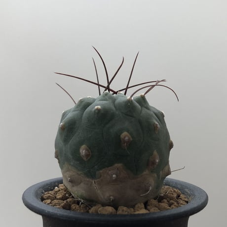 Matucana madisoniorum