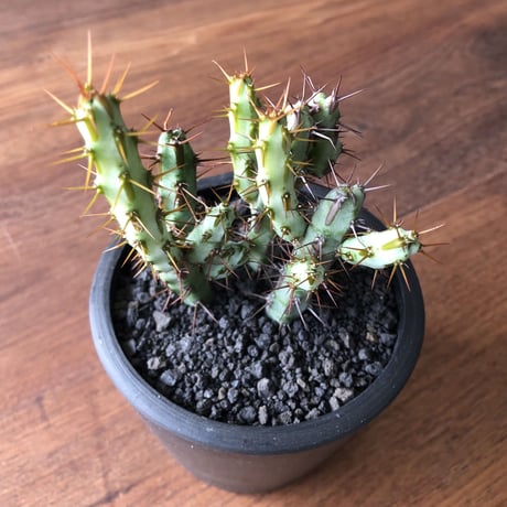 Euphorbia aeruginosa