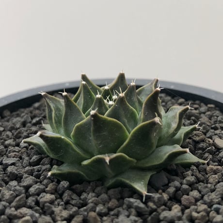 Obregonia denegrii