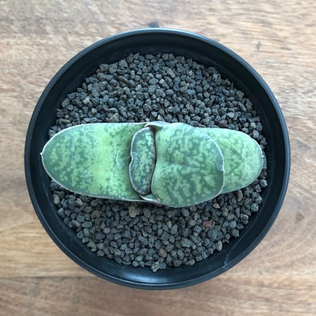 Gasteria pillansii