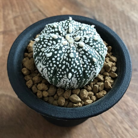 Astrophytum asterias  3set