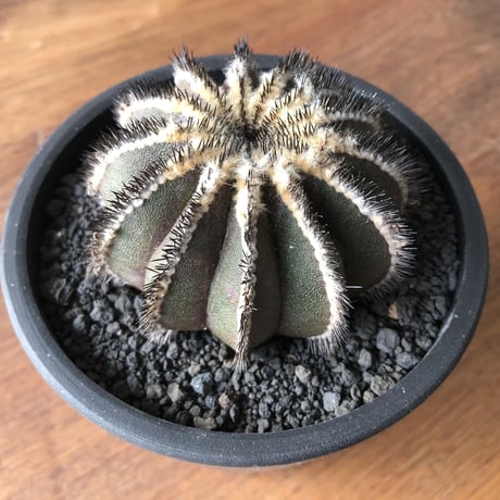 Uebelmannia pectinifera