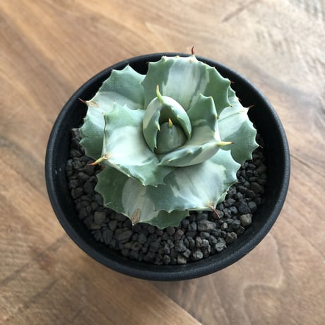 Agave isthmensis Ohi Raijin