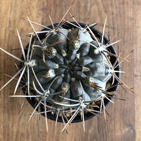 G. gibbosum var. nigrum