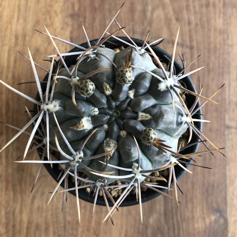 G. gibbosum var. nigrum | EL Damian G. gibbosum var. nigrum | EL Damian