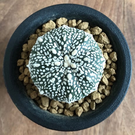 Astrophytum asterias  3set
