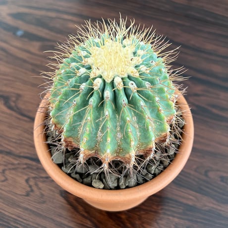 Ferocactus Glaucescens