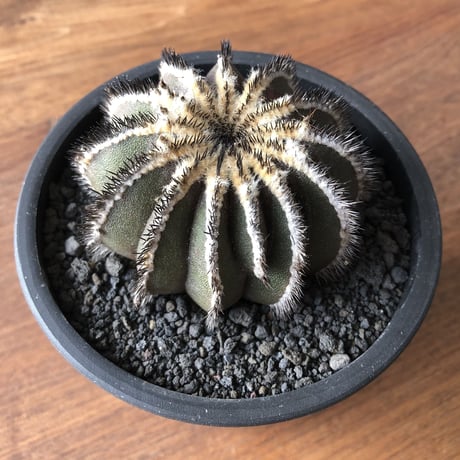 Uebelmannia pectinifera