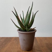 Aloe  Red Dragon