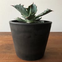 Agave colorata