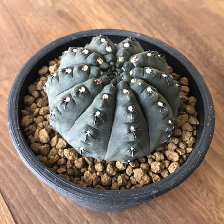 Gymnocalycium asterium