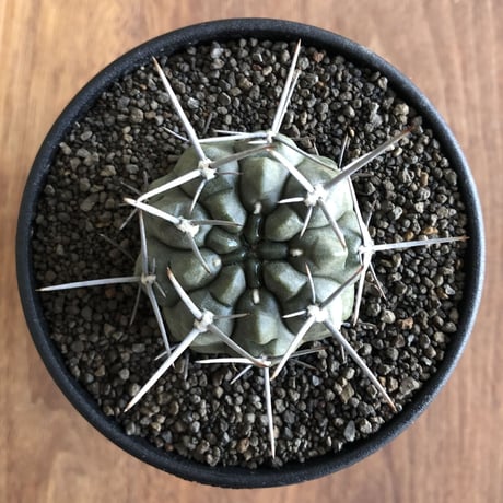 Gymnocalycium  nigrum