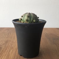 Euphorbia symmetrica