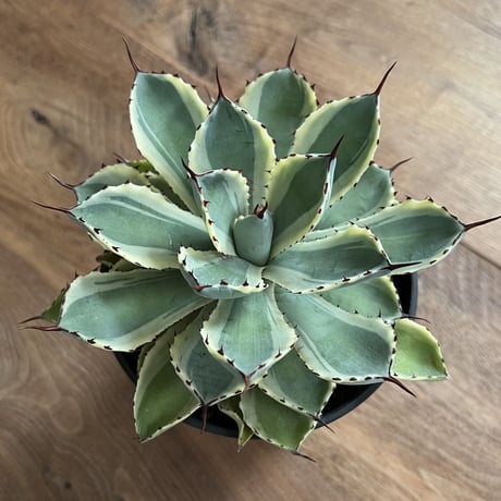 Agave Potatorum kishokan