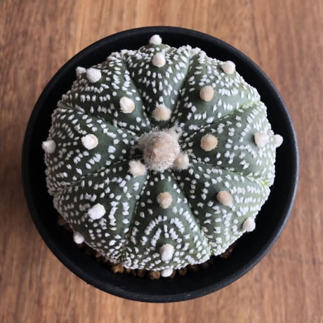 Astrophytum asterias