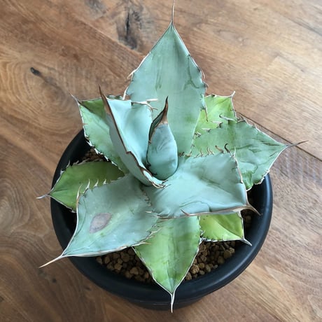 Agave Titanota White Ice