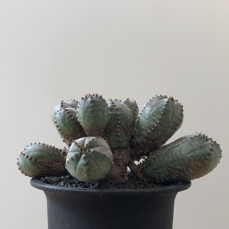 Euphorbia Obesablow | EL Damian