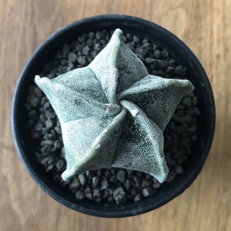 Astrophytum myriostigma