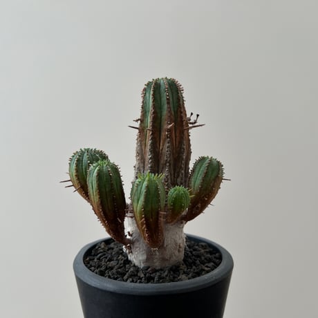 Euphorbia Obesa Bonten